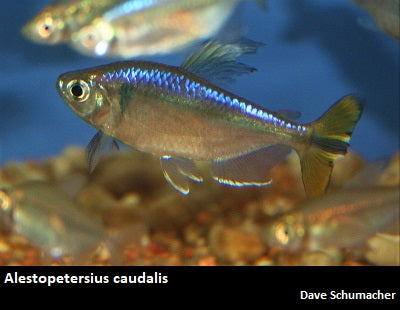 Alestopetersius caudalis "Yellow Congo Tetra"