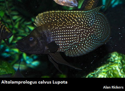 Altolamprologus calvus Lupota "Black"