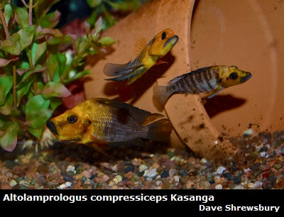 Altolamprologus compressiceps Kasanga "Gold Head"