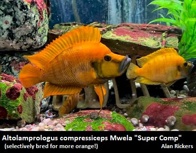 Altolamprologus compressiceps Mwela "Super Comp"