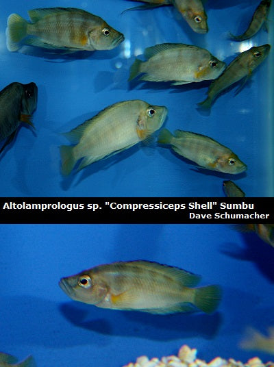 Altolamprologus sp. "Compressiceps Shell" Sumbu