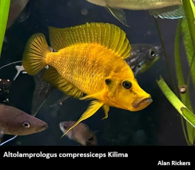 Altolamprologus compressiceps Kilima "Mandarin"