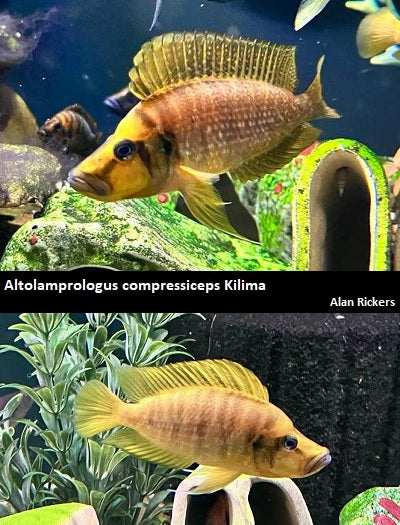 Altolamprologus compressiceps Kilima "Mandarin"