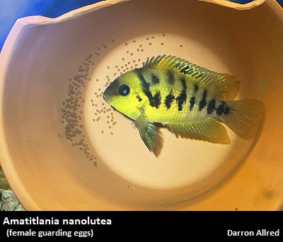 Amatitlania nanolutea