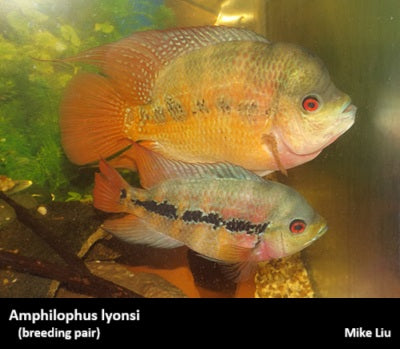 Amphilophus lyonsi