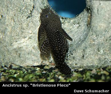 Ancistrus cf. cirrhosis "Bristlenose Pleco"