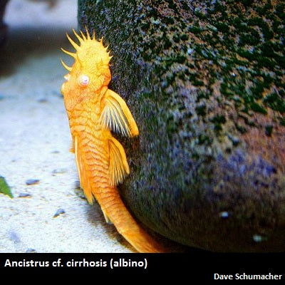 Ancistrus cf. cirrhosis "Bristlenose Pleco" albino