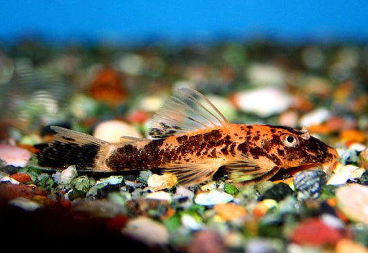 Ancistrus cf. cirrhosis "Bristlenose Pleco" red marble