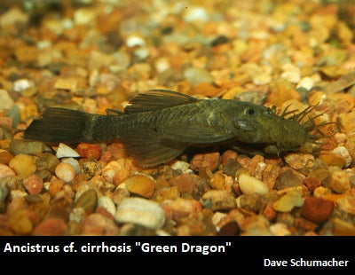 Ancistrus cf. cirrhosis "Bristlenose Pleco" green dragon