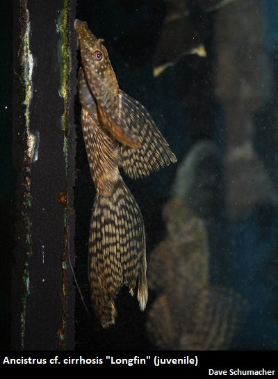 Ancistrus cf. cirrhosis "Bristlenose Pleco" long fin