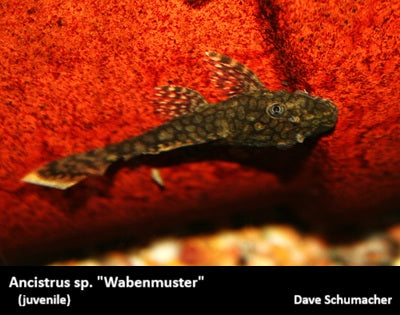 Ancistrus sp. "Wabenmuster"
