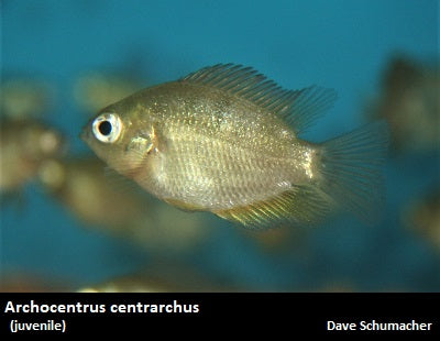 Archocentrus centrarchus