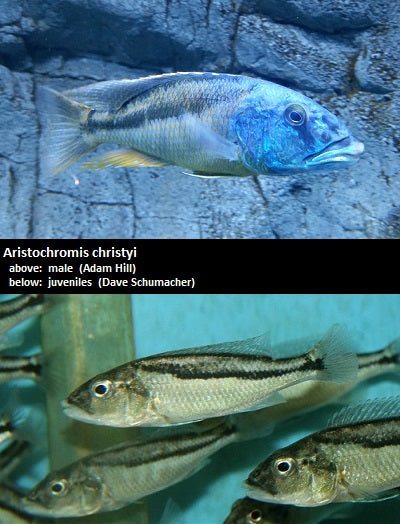 Aristochromis christyi ''Malawi Hawk''