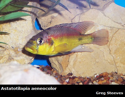 Astatotilapia aeneocolor "Yellow Belly"