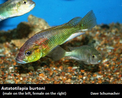 Astatotilapia burtoni Katonga