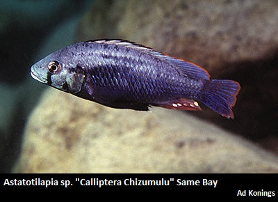 Astatotilapia sp. "Calliptera Chizumulu" Chizumulu Island "Blue"