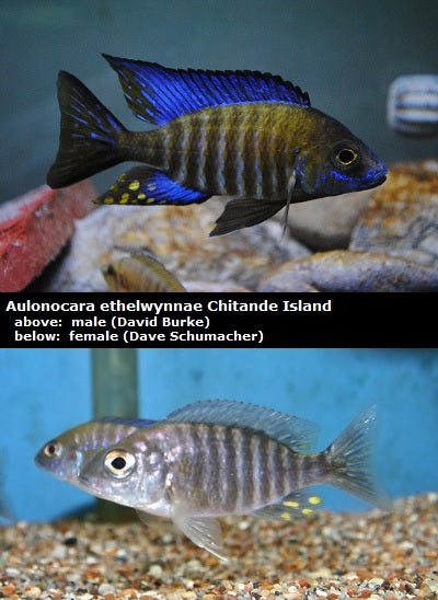 Aulonocara ethelwynnae Chitande