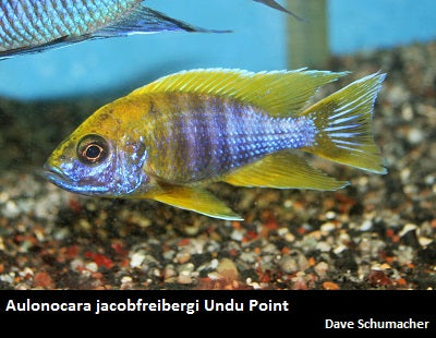 Aulonocara jacobfreibergi Undu Reef "Lemon Jake"