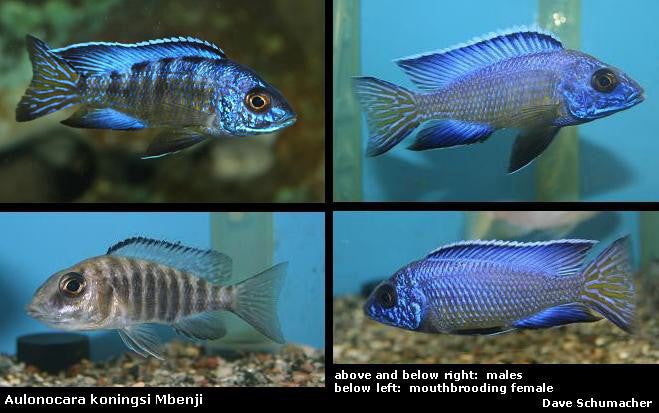 Aulonocara koningsi Mbenji "Blue Regal"