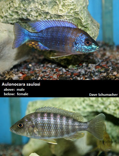 Aulonocara saulosi Undu Reef ''Green Face''