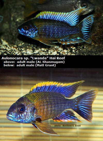 Aulonocara sp. "Lwanda" Hai Reef "Red Top"