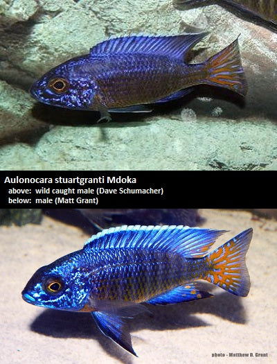 Aulonocara stuartgranti Mdoka "Flametail"