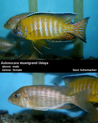 Aulonocara stuartgranti Usisya "Flavescent"