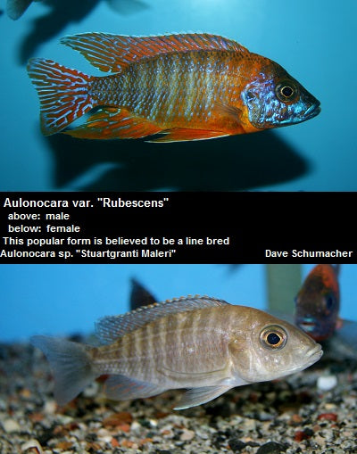 Aulonocara var. ''Rubescens''