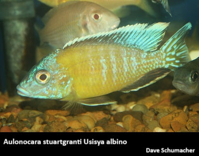 Aulonocara stuartgranti Usisya "Flavescent" albino