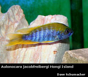 Aulonocara jacobfreibergi Hongi "Orange"