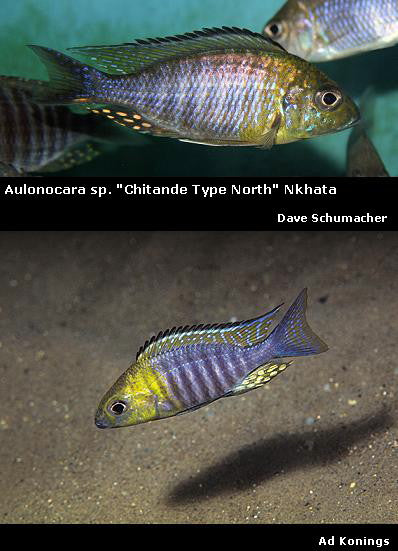 Aulonocara sp. "Chitande Type North" Nkhata Bay "Yellow Head"