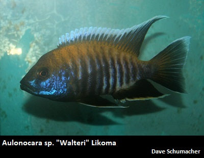 Aulonocara sp. "Walteri" Likoma