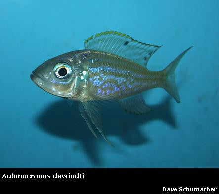 Aulonocranus dewindti