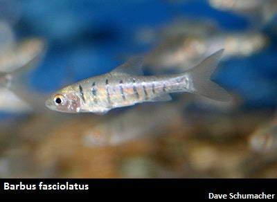 Enteromius fasciolatus "Angola Barb"