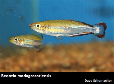 Bedotia madagascariensis "Madagascar Rainbow"