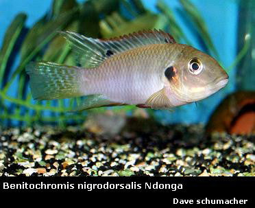 Benitochromis nigrodorsalis Ndonga