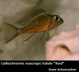 Callochromis macrops Ndole Bay "Red"