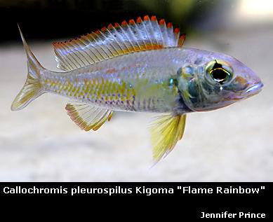 Callochromis pleurospilus Maswa