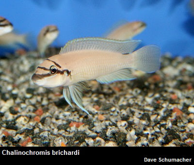 Chalinochromis brichardi