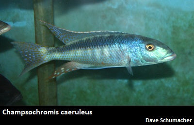 Champsochromis caeruleus "Malawi Trout"