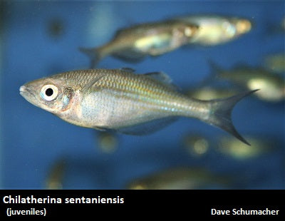 Chilatherina sentaniensis