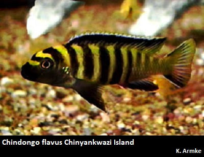 Chindongo flavus Chinyankwazi