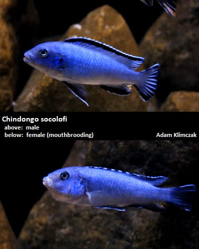 Chindongo socolofi