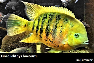 Cincelichthys bocourti