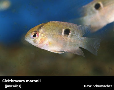 Cleithracara maronii "Keyhole Cichlid"