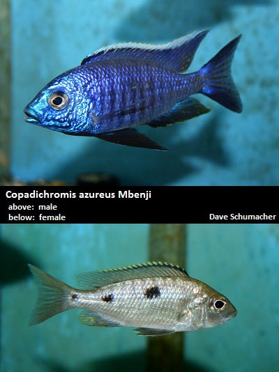 Copadichromis azureus Mbenji