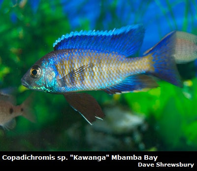 Copadichromis sp. "Kawanga" Mbamba Bay