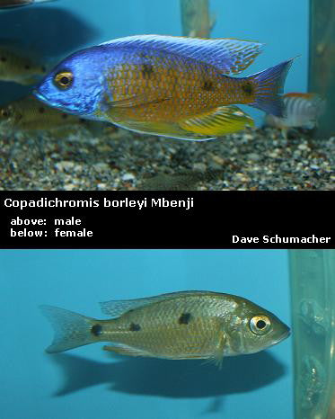 Copadichromis borleyi Mbenji "Yellow Fin"