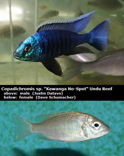 Copadichromis sp. "Kawanga No-Spot" Undu Reef