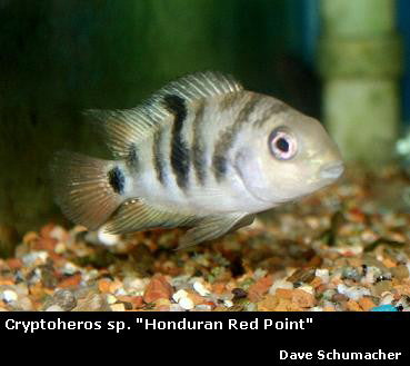 Amatitlania nigrofasciata Rio Monda ''Honduran Red Point''